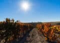 Castilla y León se unió en 2023 a la Red VITIS-CLIMADAPT, que busca la conservación de genes resistentes. / Eduardo Margareto