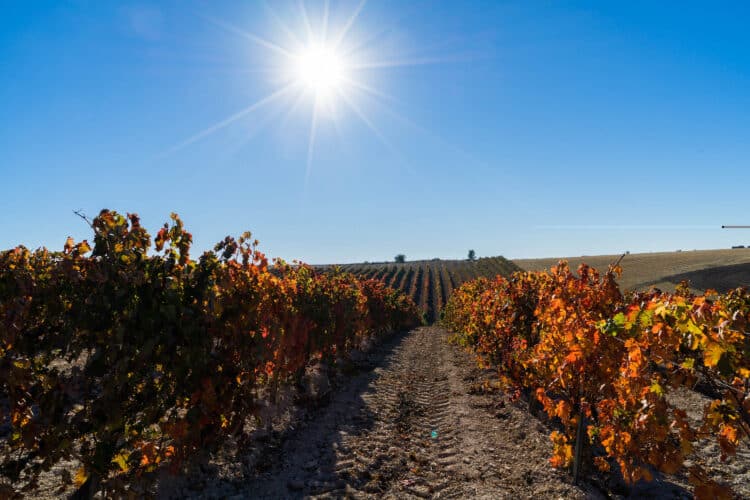 Castilla y León se unió en 2023 a la Red VITIS-CLIMADAPT, que busca la conservación de genes resistentes. / Eduardo Margareto