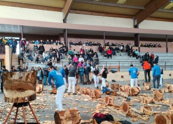 La corta de troncos fue el momento más esperado./FRANCISCO SÁNCHEZ