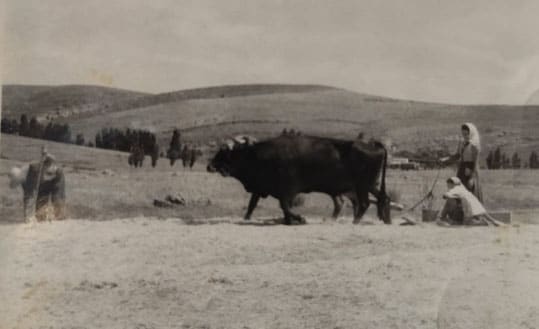 Concha, de pie y con un pañuelo cubríendole la cabeza, arando el campo.