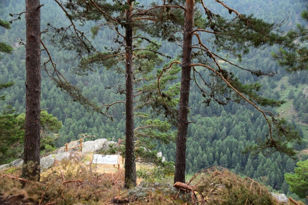 El pleito entre Comunidad de Pedraza y el Condado de Frías 4 El Mirador del Pasil. Pinares de Navafria.