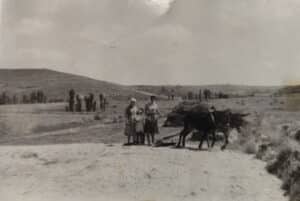 Concha Antón, una vida entre Honrubia de la Cuesta y Sepúlveda 6 Con un arado romano, típico de principios del siglo veinte en el campo castellano.