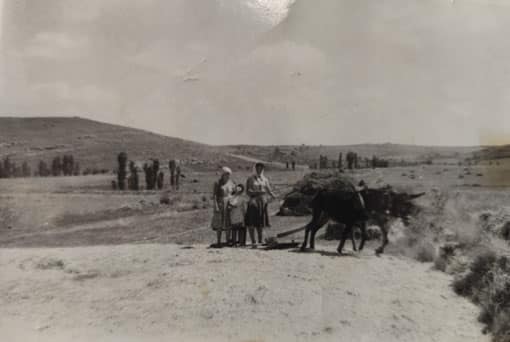 Con un arado romano, típico de principios del siglo veinte en el campo castellano.