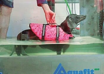 Un perro realizando hidroterapia de rehabilitación en el Centro Veterinario Uno + de la Familia.