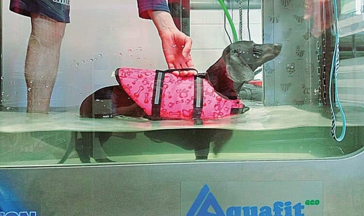 Un perro realizando hidroterapia de rehabilitación en el Centro Veterinario Uno + de la Familia.