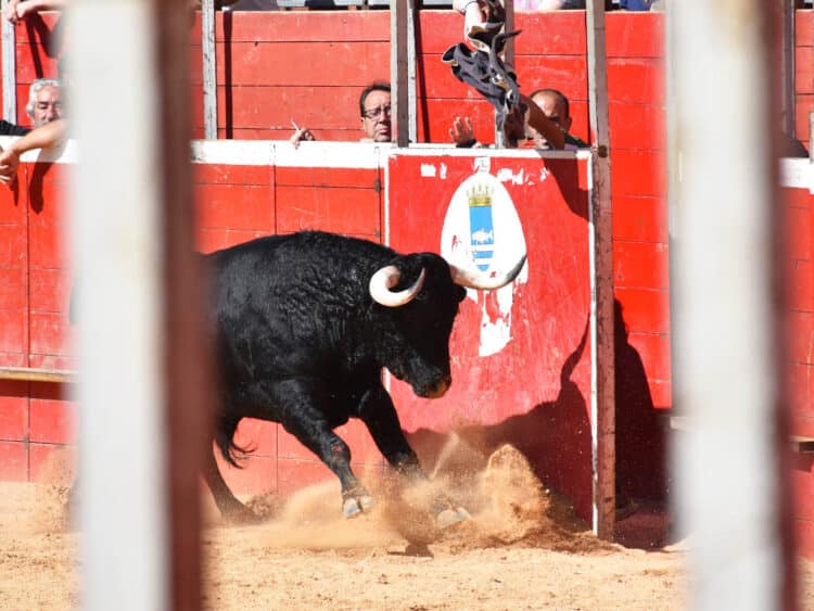 Un toro embistiendo en el burladero de la Plaza de Riaza. / A.M.