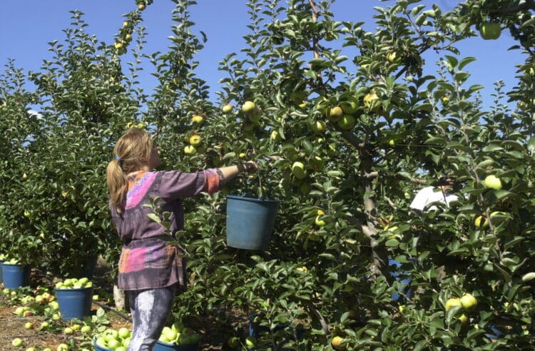 La solicitud única de la PAC contará con un presupuesto de 4.897 millones de euros esta campaña. / César Sánchez