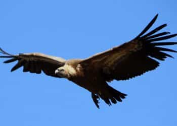 Buitre leonado en pleno vuelo en el Refugio de las Hoces del Riaza. / FONDO PARA EL REFUGIO DE LAS HOCES DEL RIAZA