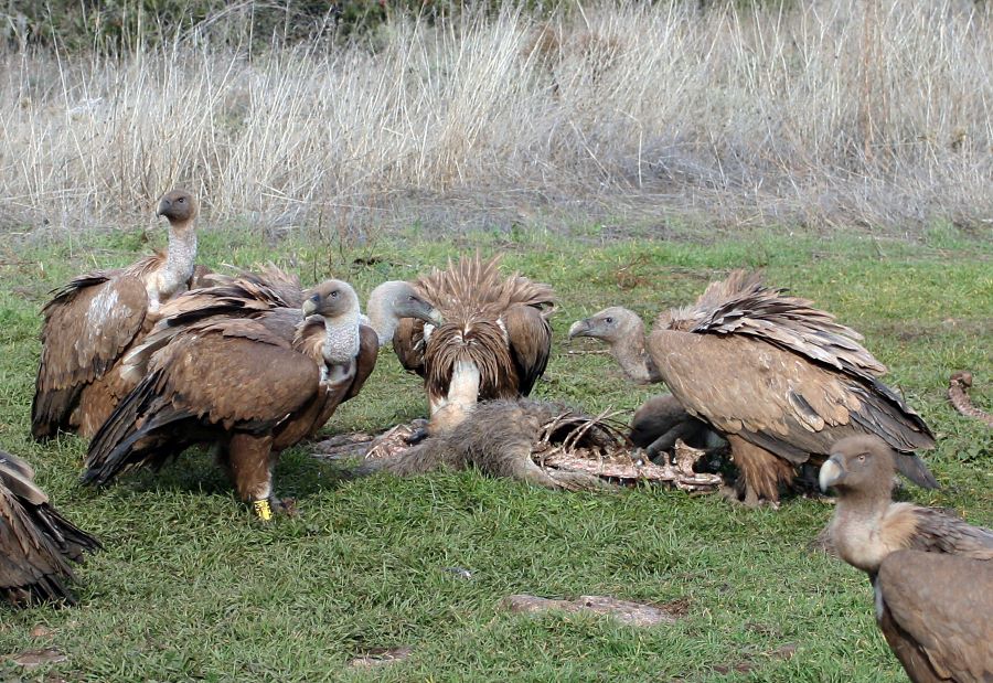 “Los buitres son los sanitarios del campo que evitan enfermedades a la fauna, el ganado y a los seres humanos”./ FONDO PARA EL REFUGIO DE LAS HOCES DEL RIAZA