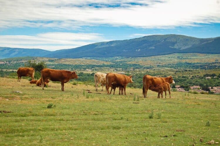 Del campo segoviano, los sectores más perjudicados son de carne vacuno, avícola, remolachero, miel, arroz y cítricos”, asegura César Acebes, Presidente de Unión de Campesinos de Segovia-UCCL.