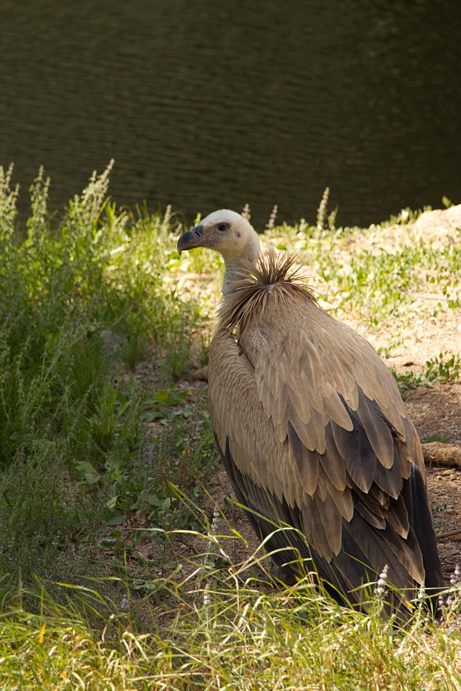 Buitre joven a orillas del Riaza./ FONDO PARA EL REFUGIO DE LAS HOCEL DEL RIAZA