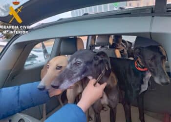 La Guardia Civil tramita 19 denuncias administrativas contra cuatro furtivos tras ser interceptados practicando la caza con galgos y visión térmica / GUARDIA CIVIL