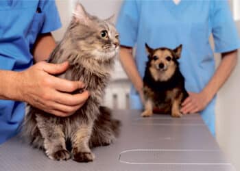 La visita al veterinario asegura la salud de tus animales de compañía y previene problemas mayores.