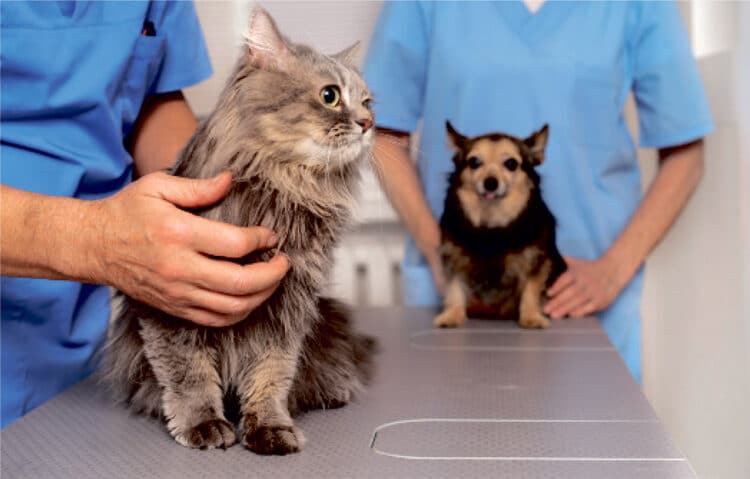 La visita al veterinario asegura la salud de tus animales de compañía y previene problemas mayores.