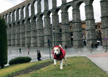 Cumplir la normativa permite una convivencia sana entre vecinos y propietarios. / Protectora de animales