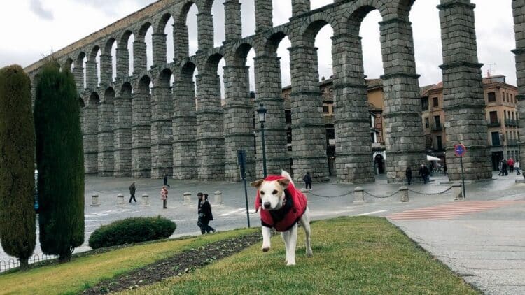 Cumplir la normativa permite una convivencia sana entre vecinos y propietarios. / Protectora de animales