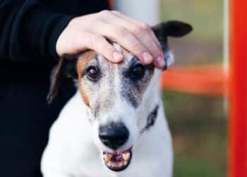 La Sociedad Protectora de Animales y Gescofes reciben los fondos del Ayuntamiento./                GESCOFES y FREEPIK