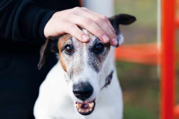 La Sociedad Protectora de Animales y Gescofes reciben los fondos del Ayuntamiento./                GESCOFES y FREEPIK