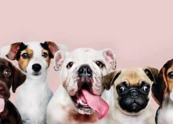 La comida de los perros supone gastos de entre 300 y 900 euros al año, según el tamaño del animal. Los gatos son más frugales, y gastan en comida entre 125 y 300 euros al año. / Freepik