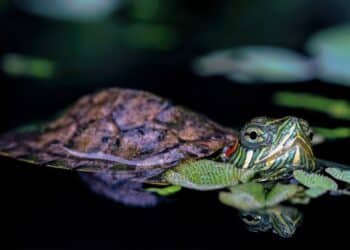 El galápago de Florida y la serpiente pitón real son expecies invasoras, y por lo tanto está prohibido su tenencia y cría en los domicilios./ FREEPIK