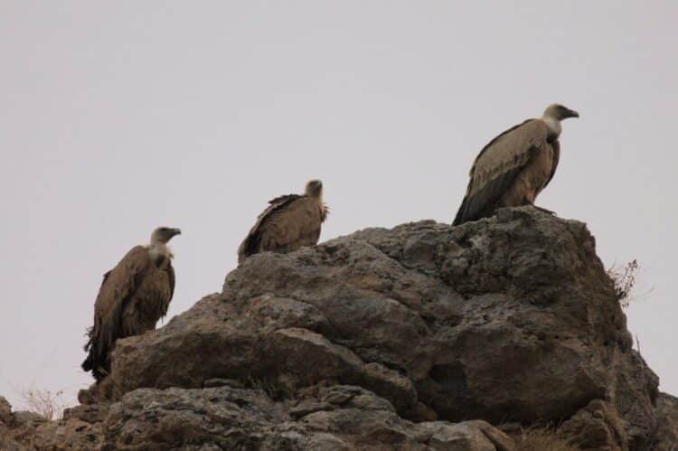 Foto de archivo. Buitres leonados en el Refugio de Rapaces / CARLOS CANO-BARBACIL