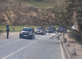 Árbol caído en Los Hoyos./ ÁLVARO PINELA
