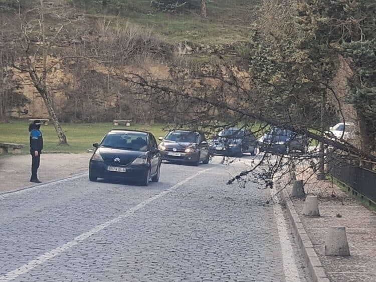 Árbol caído en Los Hoyos./ ÁLVARO PINELA