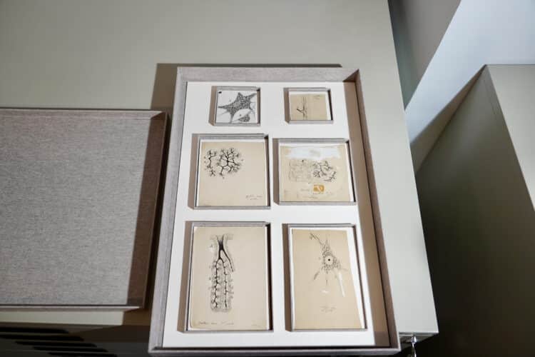 Según el profesor Francisco Pastor, los dibujos aparecen en la publicación de 1885 “Elementos de histología normal y de técnica micrográfica”. / Miriam Chacón