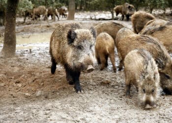 La sucesión de borrascas durante enero y febrero ha impedido controlar las poblaciones de cerdo salvaje. / Eduardo Margareto
