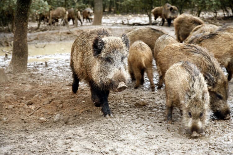 La sucesión de borrascas durante enero y febrero ha impedido controlar las poblaciones de cerdo salvaje. / Eduardo Margareto