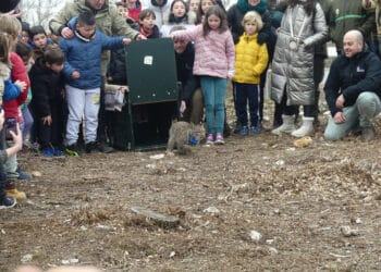 Weep y Woofer, hembra y macho, proceden del centro de cría de Zarza de Granadilla, en la provincia de Cáceres. / JCYL