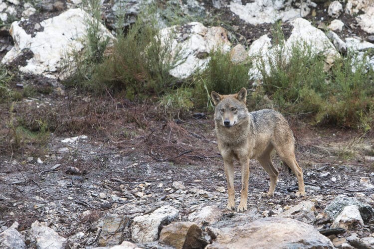 Seis comunidades autónomas envían a la UE el informe sobre el estado, favorable, del lobo 1 Las autonomías remitentes aducen que el Gobierno central pretende impedir la gestión de la especie en territorios donde la población ha aumentado. / JL Leal