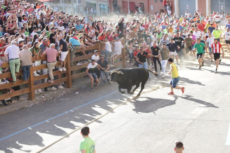 El Ayuntamiento de Benavente, Premio CyL de Tauromaquia 1 Toro Enmaromado, celebración que data del siglo XVII, y declarada Fiesta de Interés Turístico Regional en 1991. / JL Leal
