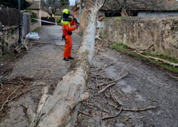 Un bombero atiende un árbol caído. /DIPUTACIÓN DE SEGOVIA