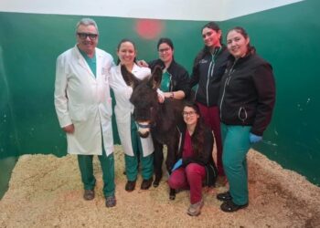 El equipo veterinario encargado de la cirugía posa con ‘Pablete’, un burro de raza vasca de ocho meses.