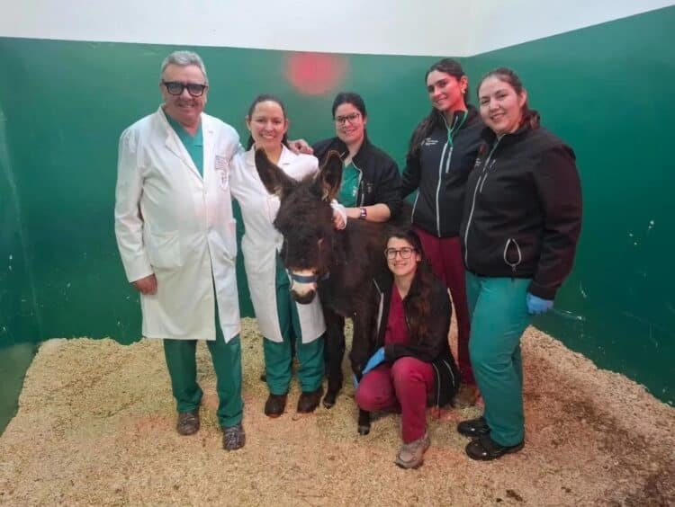 El equipo veterinario encargado de la cirugía posa con ‘Pablete’, un burro de raza vasca de ocho meses.
