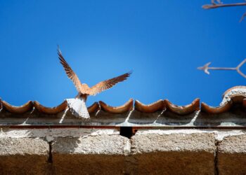 Grefa refuerza la población de cernícalo primilla en la Campiña segoviana / GREFA