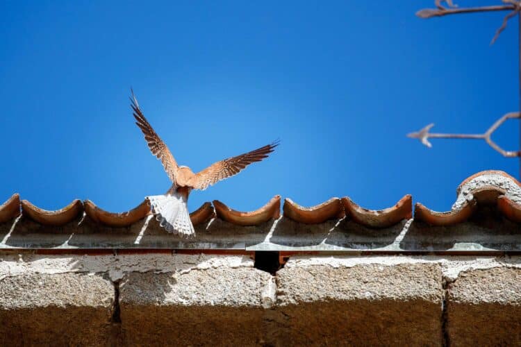 Grefa refuerza la población de cernícalo primilla en la Campiña segoviana / GREFA