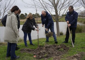 La iniciativa incluye más de 1.700 olmos resistentes a la grafiosis / DIPUTACIÓN