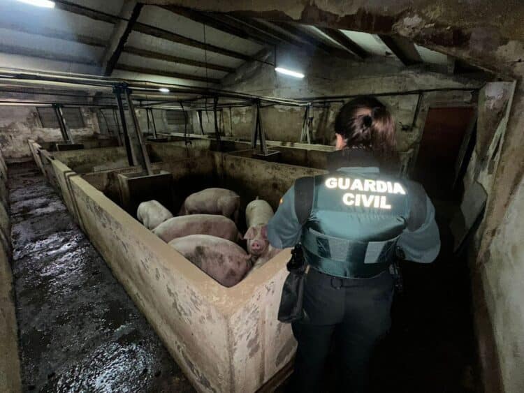 Una agente junto a los animales en peligro. /GUARDIA CIVIL SEGOVIA