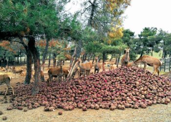 Los ciervos de la granja Venison Deer alimentándose con las remolachas de El Campo. / Javier Martín