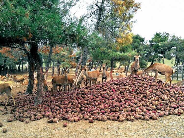 El círculo virtuoso de la alimentación, entre ciervos y remolachas 1 Los ciervos de la granja Venison Deer alimentándose con las remolachas de El Campo. / Javier Martín