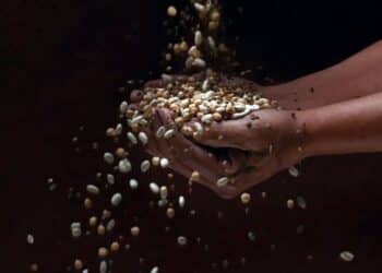 Por la composición de los suelos y la tradición de sus cultivos, Segovia produce excelentes legumbres./ FREEPIK