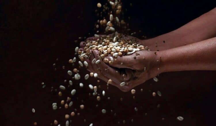 Por la composición de los suelos y la tradición de sus cultivos, Segovia produce excelentes legumbres./ FREEPIK