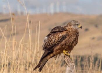 Vista de un ejemplar de milano real en una fotografía de archivo / COLECTIVO AZÁLVARO