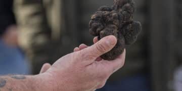 Segovia es un lugar propicio para el cultivo de trufa negra./LUIS HORCAJADA