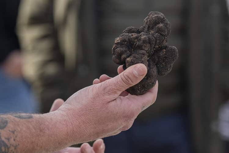 Segovia es un lugar propicio para el cultivo de trufa negra./LUIS HORCAJADA