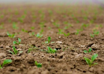 Semillas en pleno proceso de germinación./ UCCL