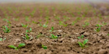 Semillas en pleno proceso de germinación./ UCCL