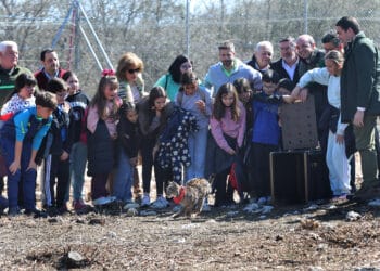 Algunos cursos del CEIP de Monzón de Campos asistieron a la suelta de los felinos. / Brágimo